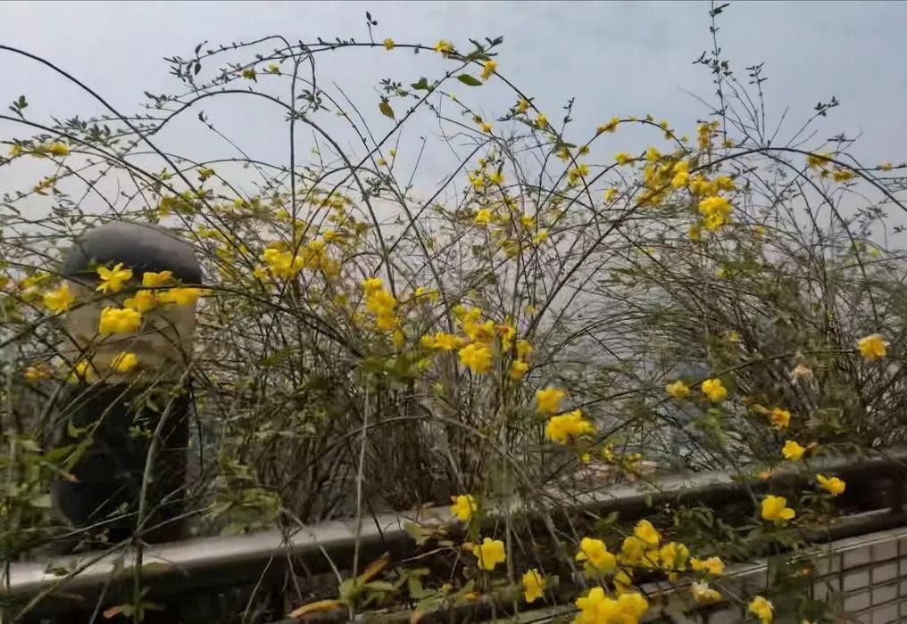 重庆哪些五星级酒店已经倒闭了,重庆倒闭的星级酒店