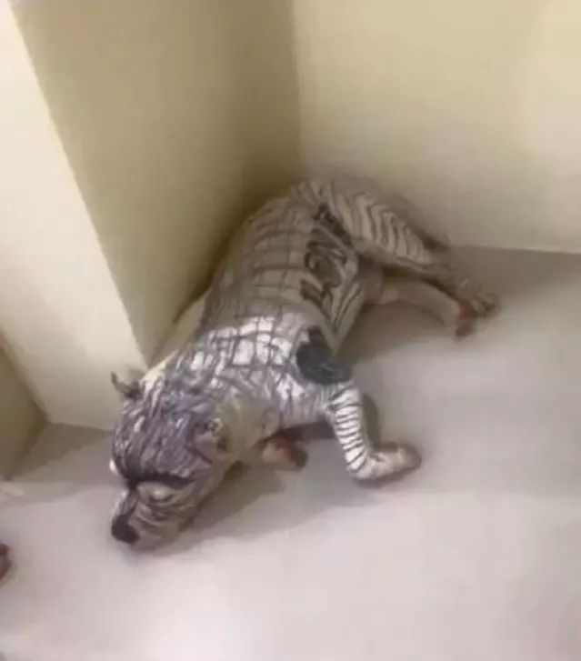 男朋友不小心将聊天记录投屏,和男朋友对话被投屏