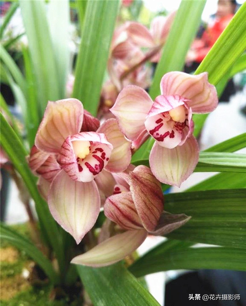 最能代表国兰风采的兰花,最有国兰韵味的兰花