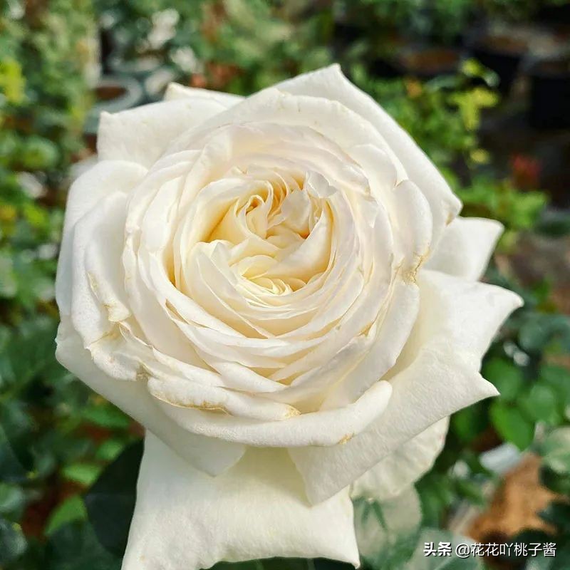 月季花纯香水,月季香水推荐