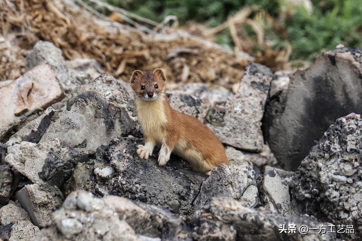 出马仙的堂单多少钱一个,出马仙堂单写法及顺序