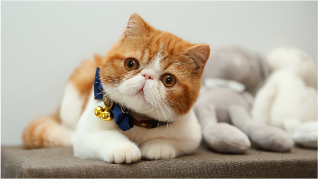 十大热门猫,2023年最热门猫咪排行榜