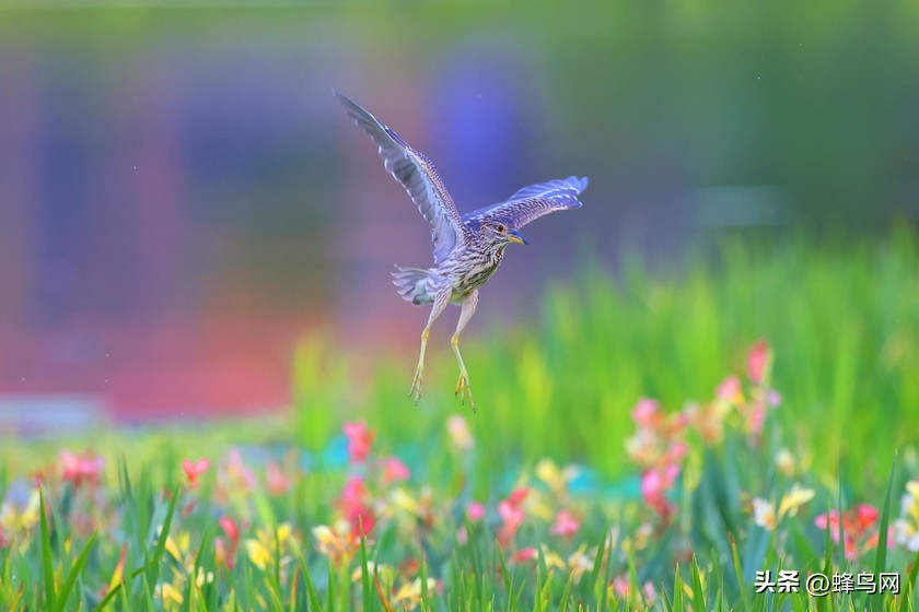 佳能eosr5镜头24-70,佳能r5和r6照相评测