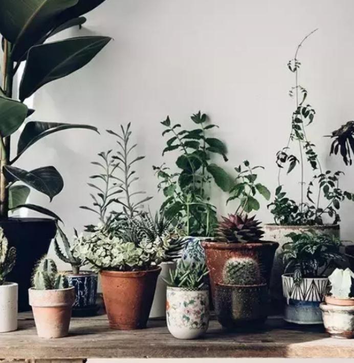 茶叶渣的妙用多多看完都别倒掉了,茶叶泡完不要丢简单操作变废为宝