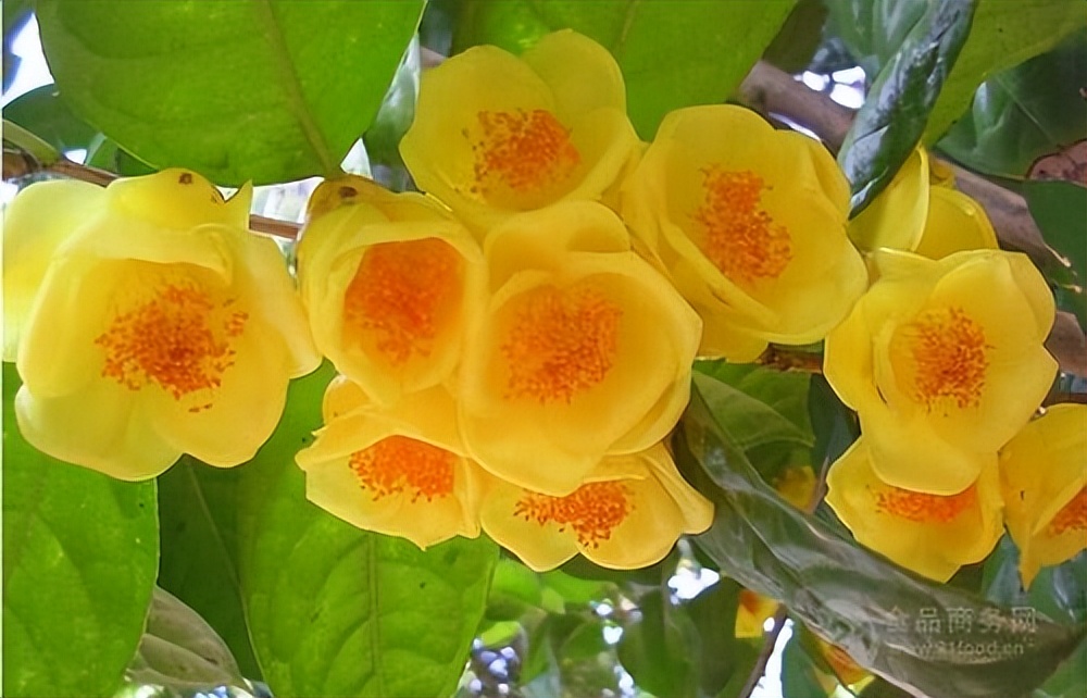 金花茶具有六大器官吗,金花茶属于什么属性