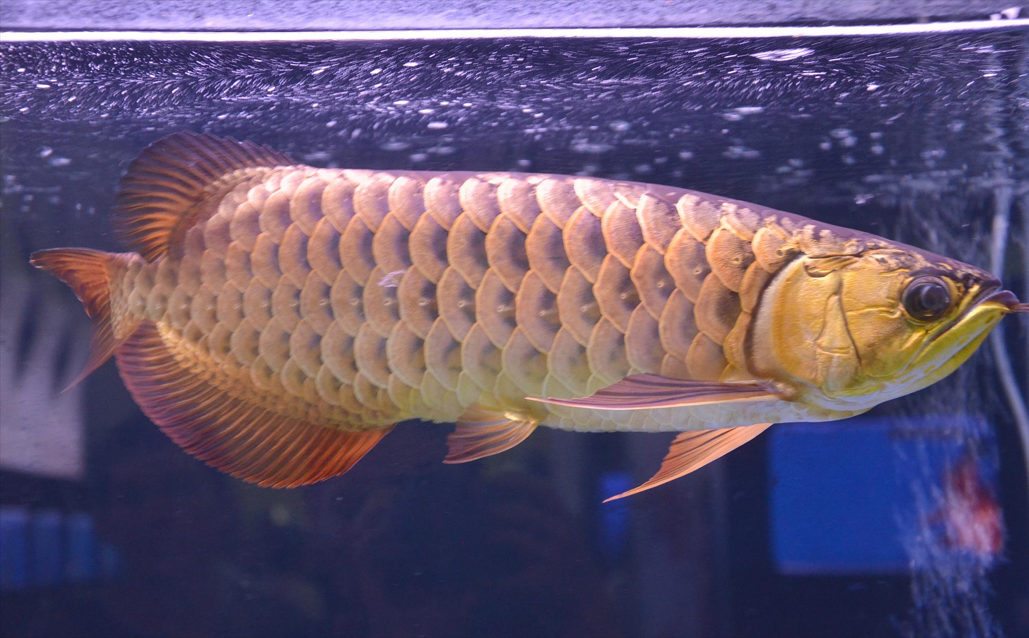 龙鱼失鳔是什么原因,龙鱼失鳔怎样治疗