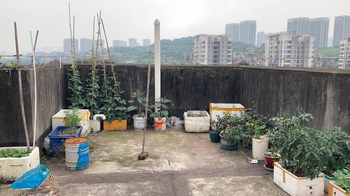 泡沫箱种的菜能吃吗？泡沫箱还能种菜吗？有哪些注意事项？