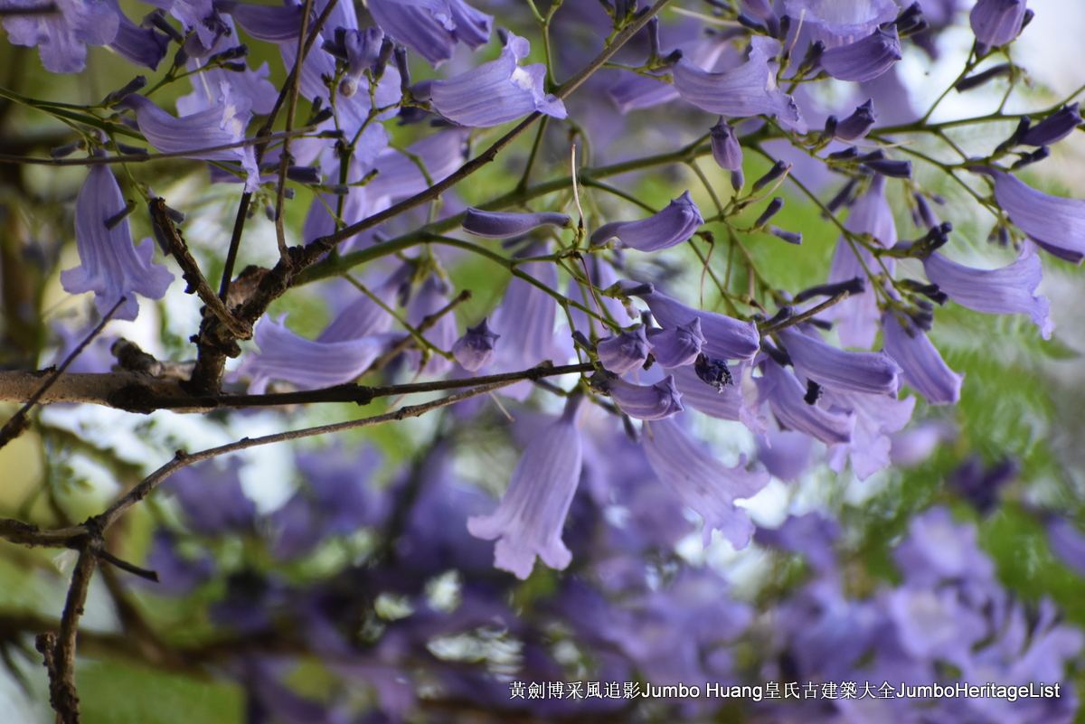 第5023回：富得像个阿根廷人，蓝花楹咖啡馆酒吧