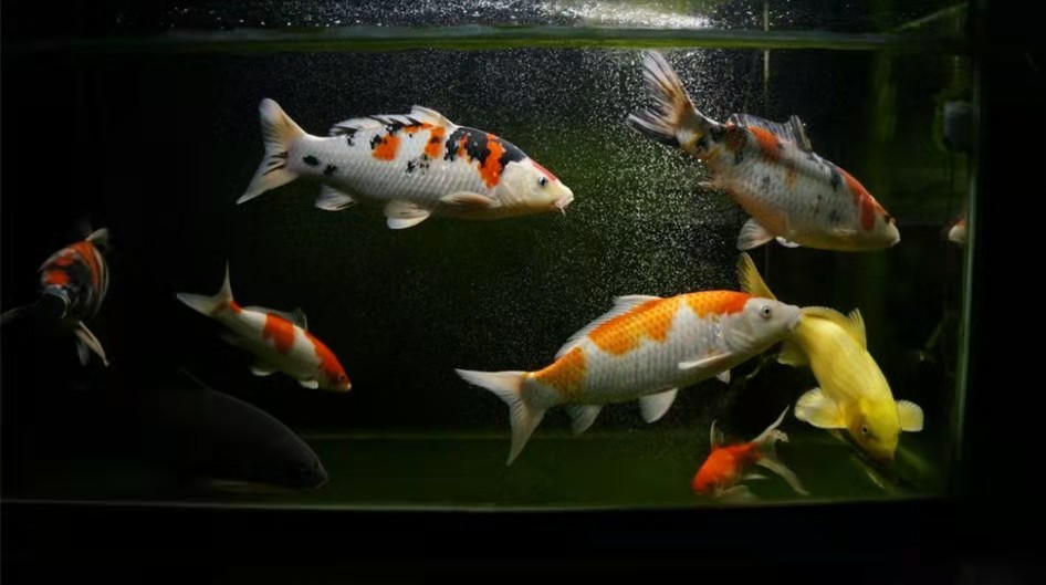 观赏鱼炸鳞溃烂是什么病怎么治,观赏鱼掉鳞溃烂放红霉素行吗