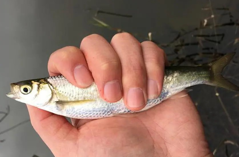 野钓遇白条闹窝怎么办,小白条闹窝的最有效的方法