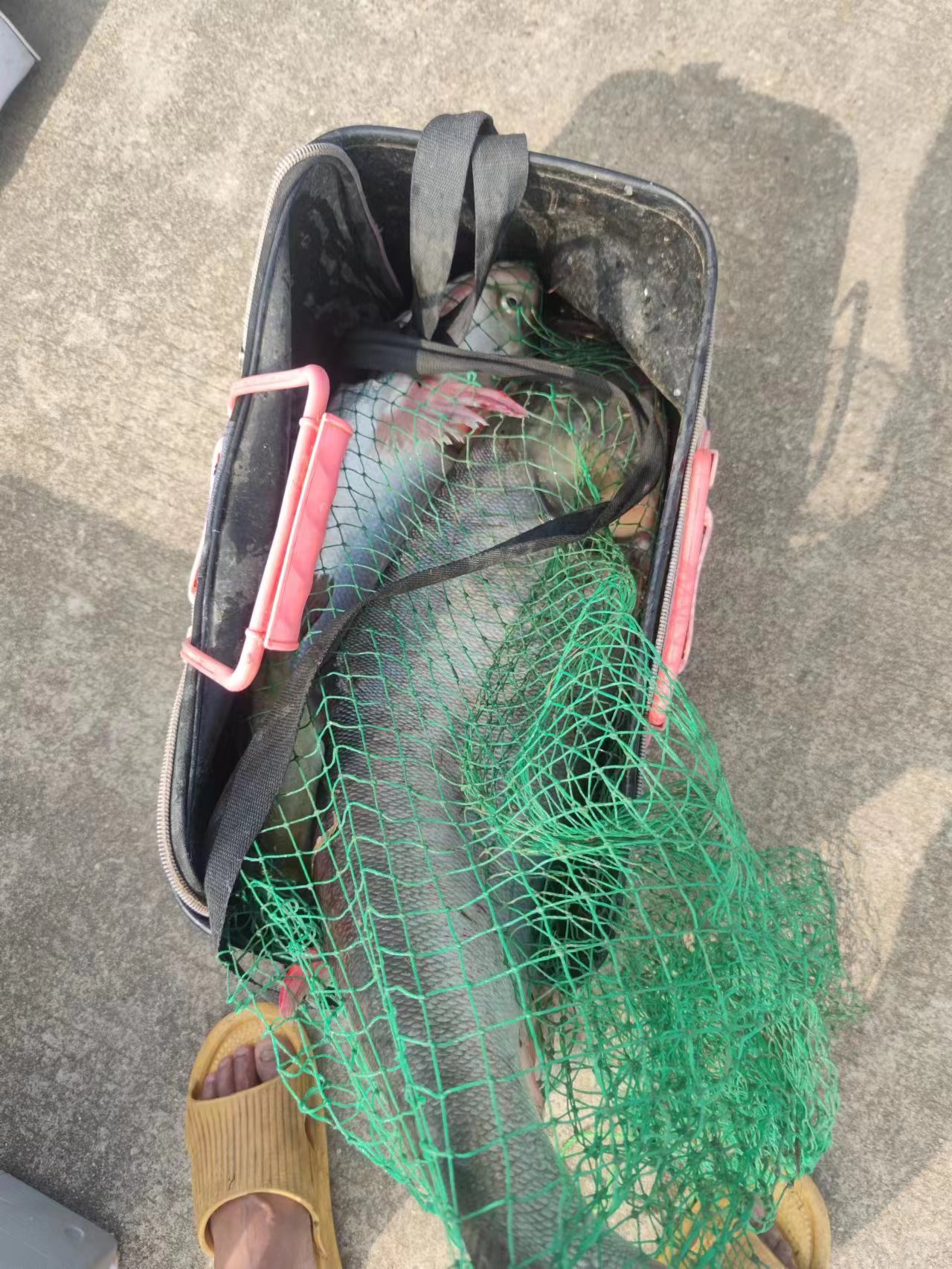 野钓入门鱼饵料怎么选合适,野钓鱼竿选购攻略和技巧