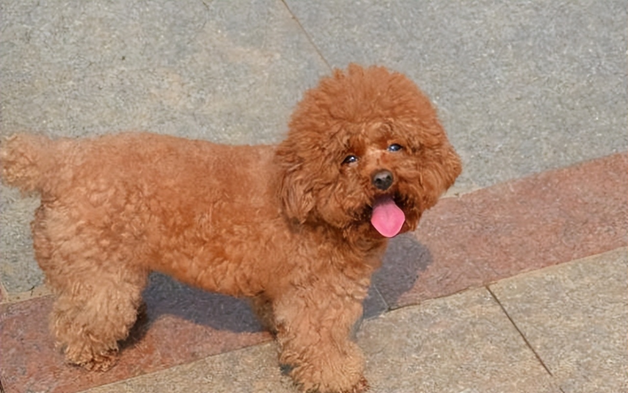 泰迪恨主人五种表现,泰迪有什么坏心思视频