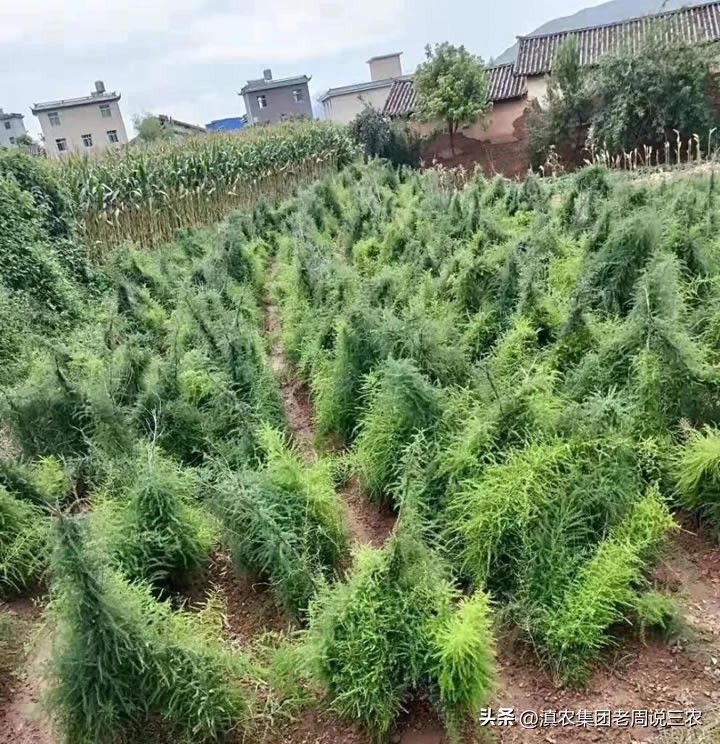 适应林下种植的药材有哪些,林下经济种植中草药有哪些