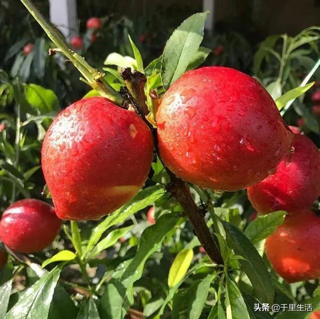 现摘正宗山东蒙阴脆甜黄油桃,山东蒙阴蜜桃之乡的桃子上市啦