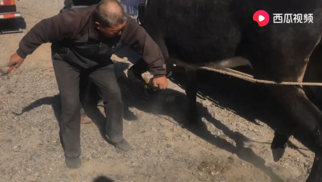 解压赶海撬鲍鱼,解压视频赶海挖东西