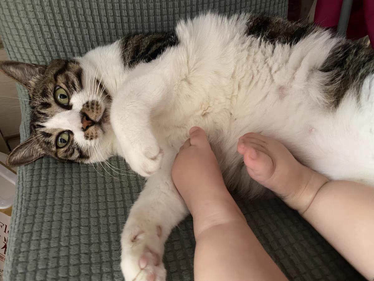 宠物医院不告诉你的驱虫药,宠物医院不告诉你的养猫小技巧