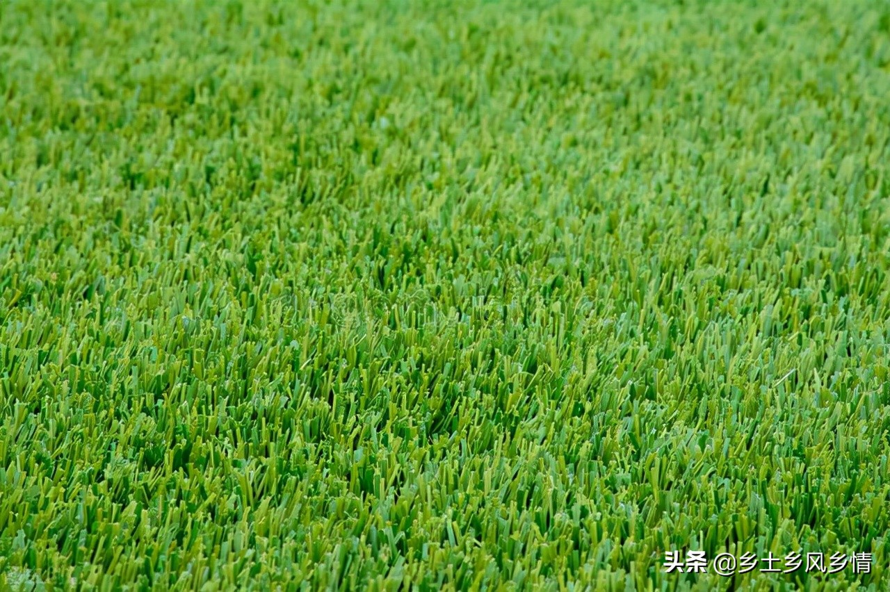 黑麦草草坪的优点和缺点,黑麦草护坡和多年生黑麦草一样吗