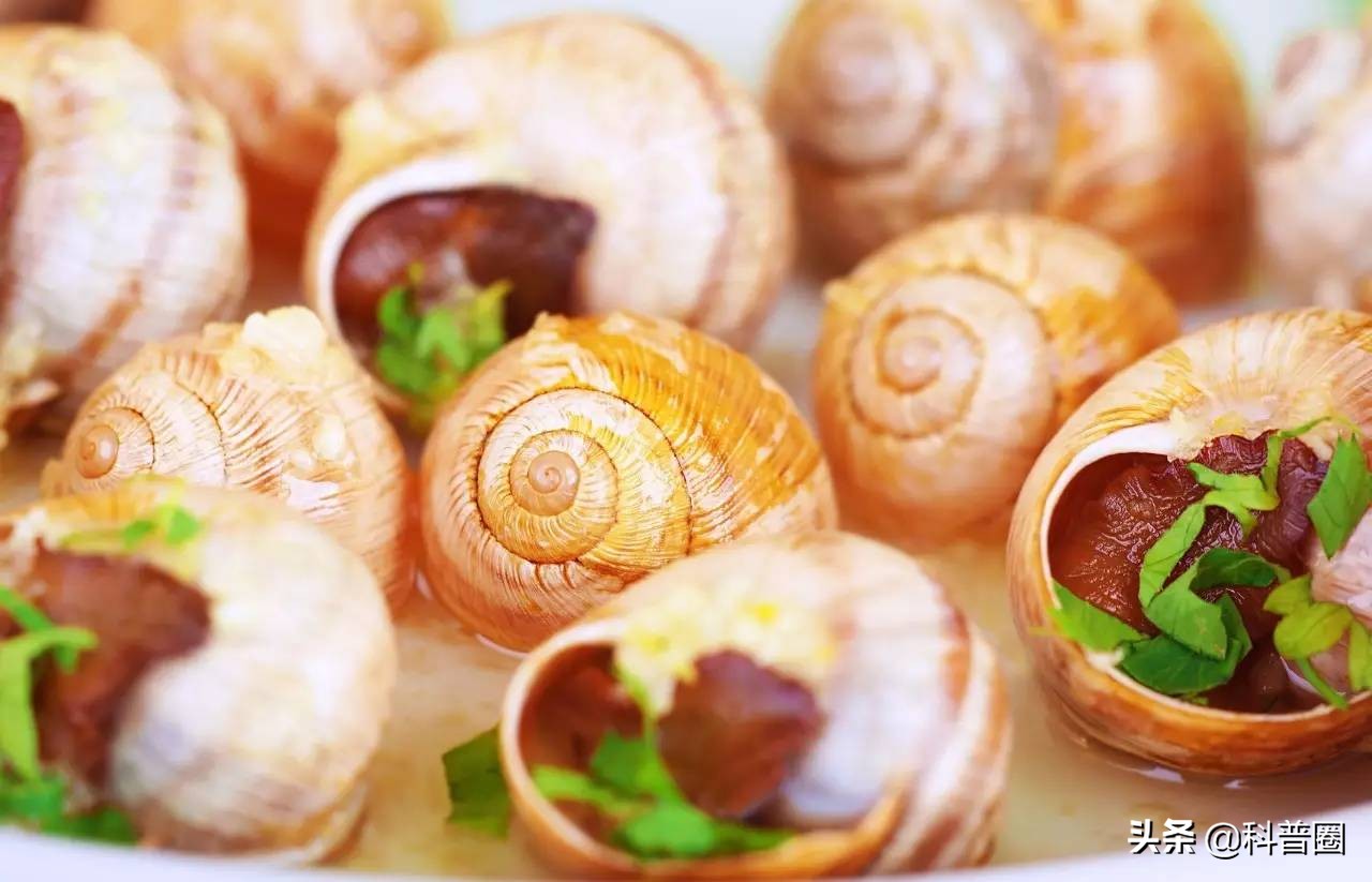 法国蜗牛非洲蜗牛,法国蜗牛与白玉蜗牛