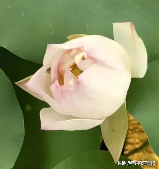 莲花盛开欣赏,绝美的莲花