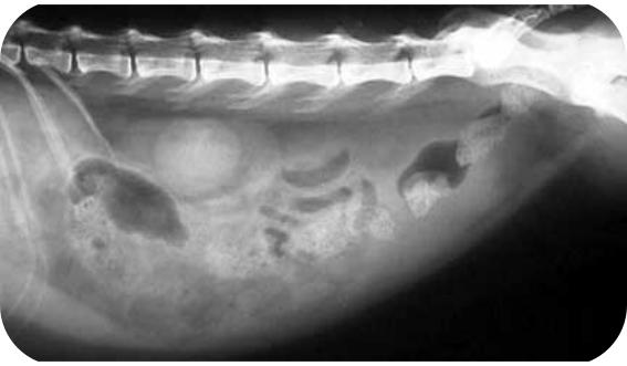 猫传染性腹膜炎后腿无力,传染性腹膜炎猫可以治疗吗