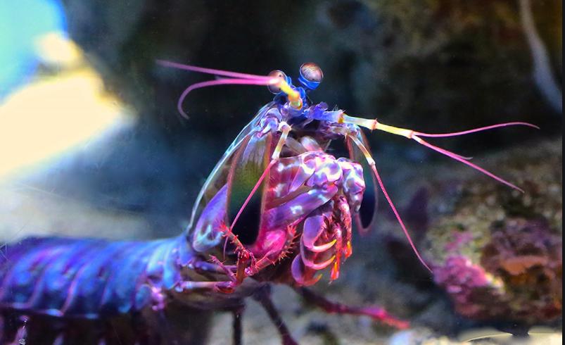 螳螂虾能用多少秒捕食猎物,螳螂虾捕食猎物过程