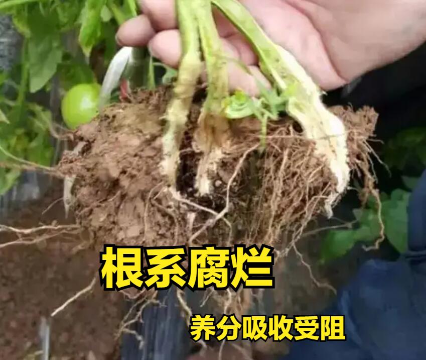 西红柿黄头能恢复嘛,种植西红柿发黑怎么回事