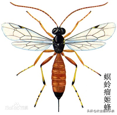 螨类害虫的农业防治措施,农业昆虫与害虫防治