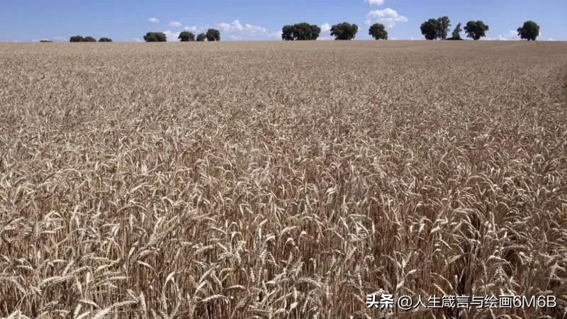 乌克兰还能出口粮食,乌克兰向中国出口的粮食