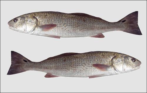 红鱼为什么泛滥成灾,红鱼被吃了