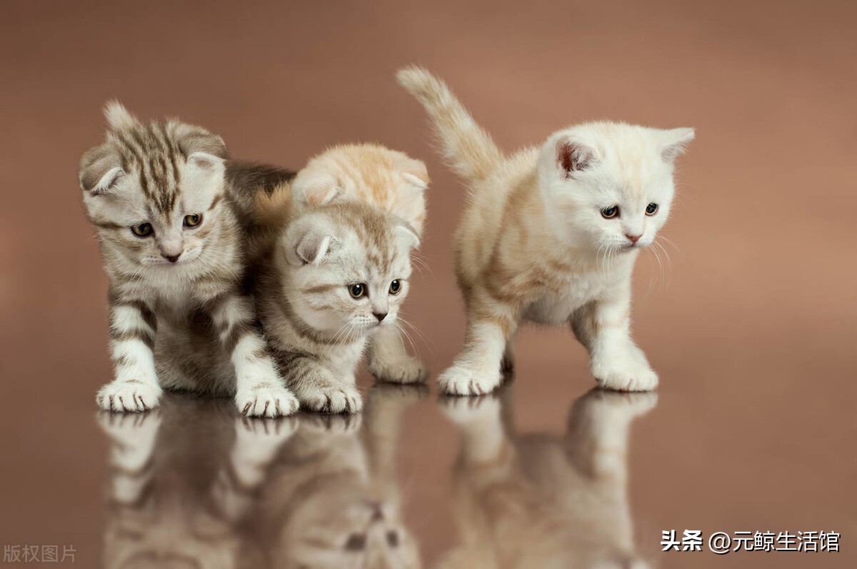 养猫的10大赚钱项目,养猫省钱平台