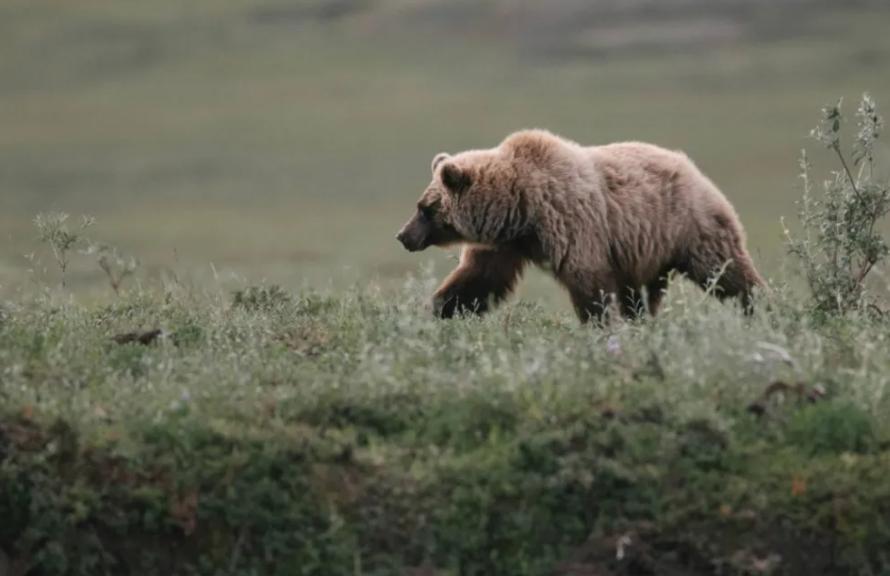 为什么不提倡杂交动物,动物杂交还有可能出新物种吗