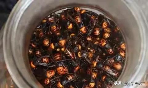 中国大虎头蜂打得过蚂蚁吗,虎头蜂入侵乡村