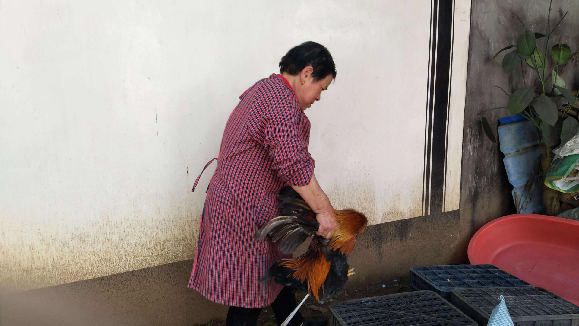母鸡打鸣为什么会被杀,为什么公鸡打鸣母鸡不打鸣呢
