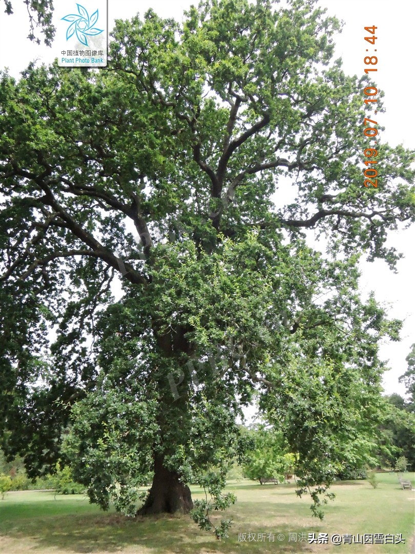 种树前景怎样,栎树种植前景如何