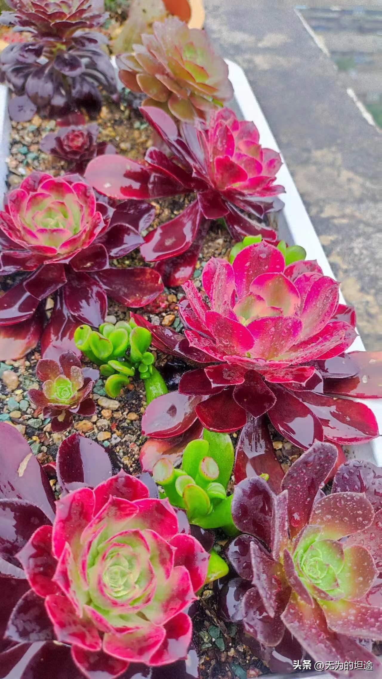 亮晶晶的黄翡翠手镯,亮晶晶的翡翠