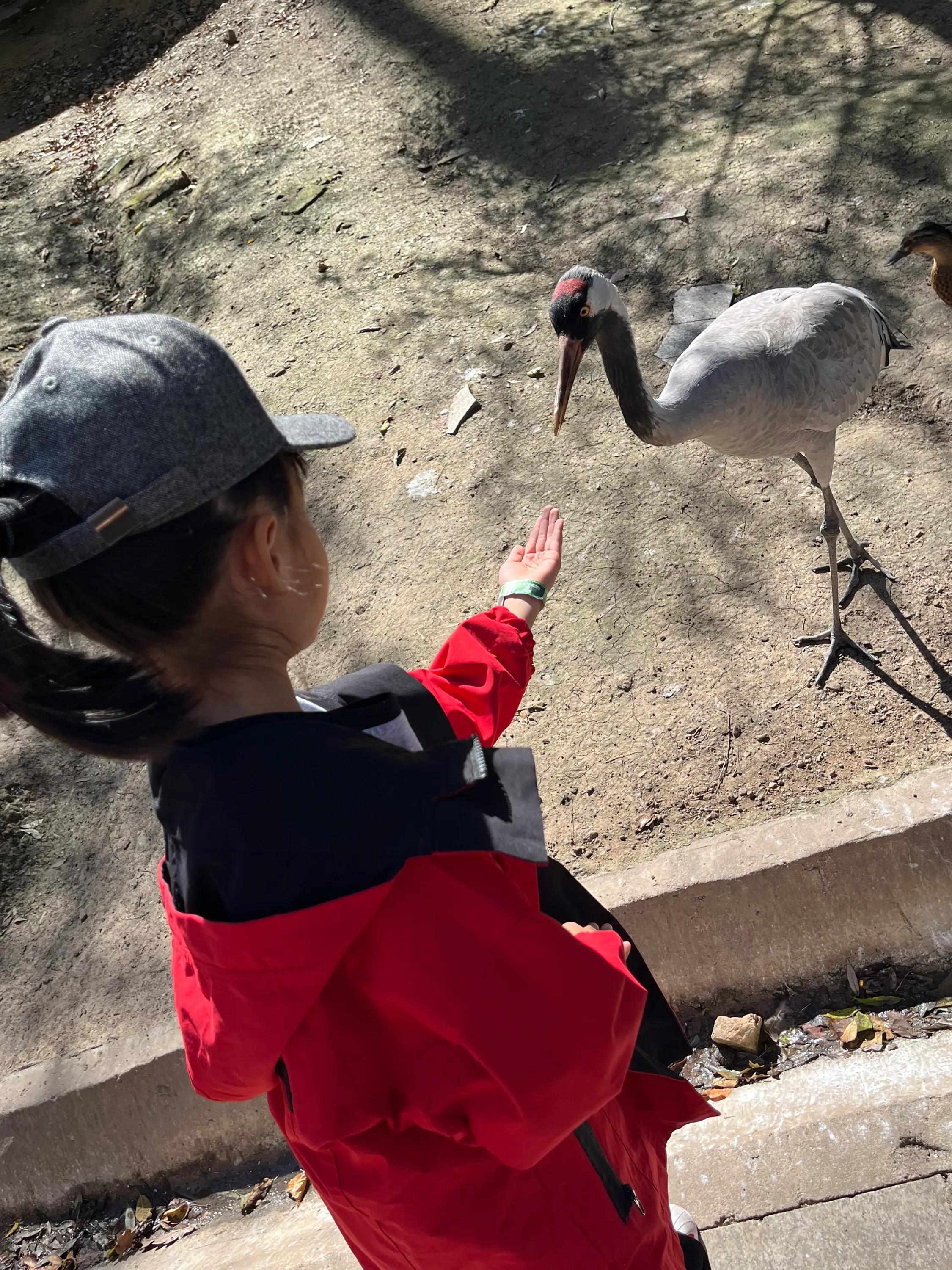 哈尔滨东北虎园旅游攻略,沈阳东北虎园攻略