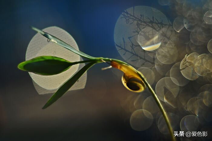 光影斑驳中，长笑蜗牛戴屋行