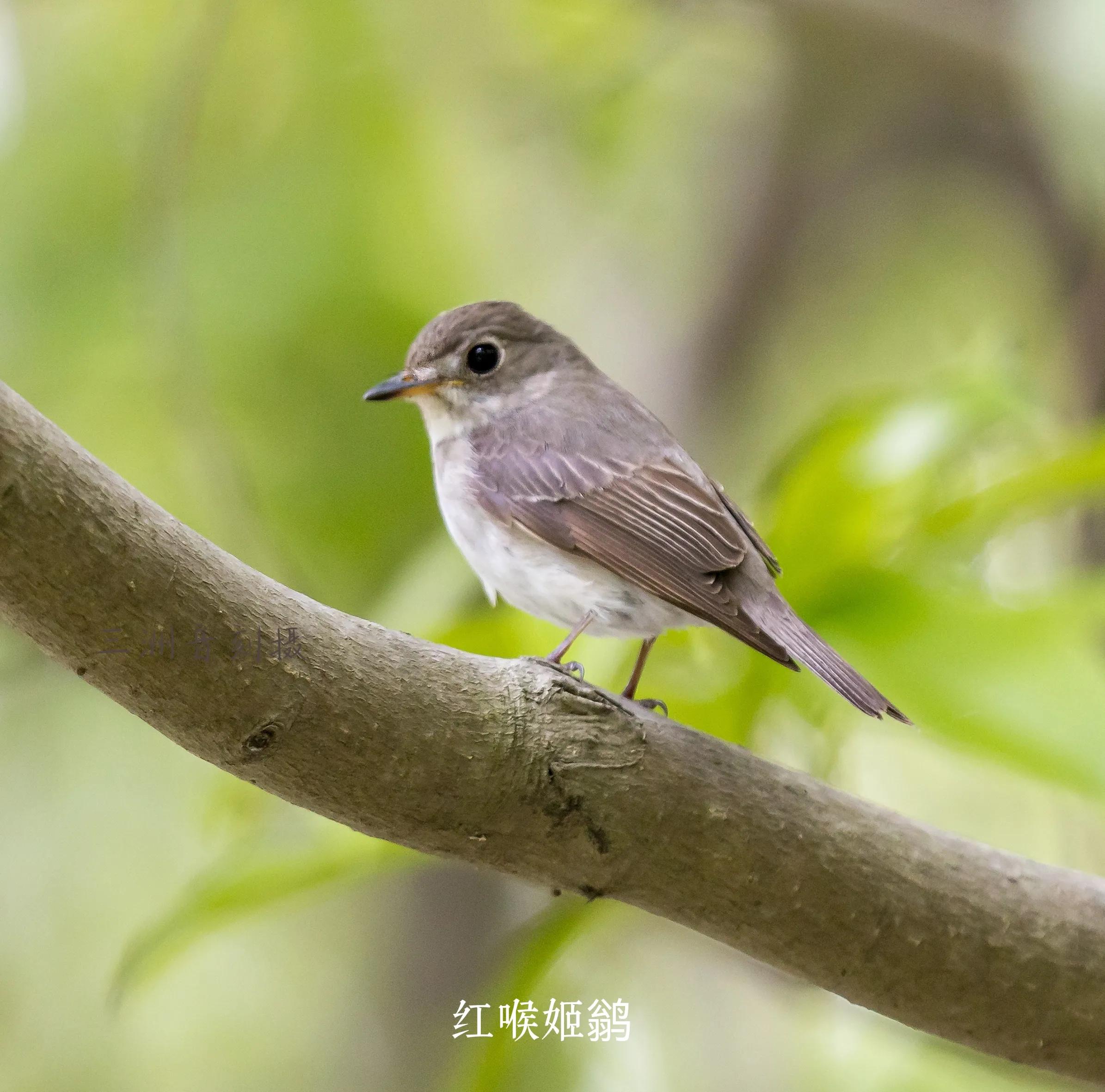 上海国际汽车城安亭,上海市嘉定区安亭国际汽车城