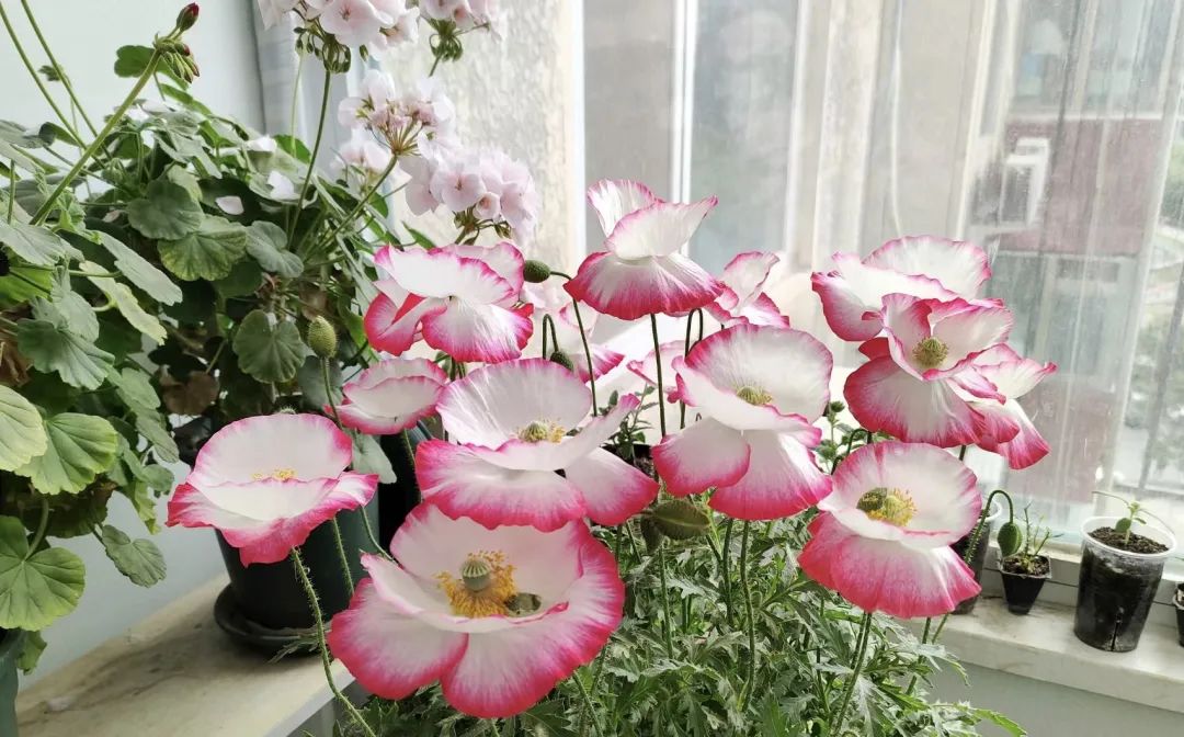 3种花，明白人都是“往外扔”，千万别往家买，不吉利！