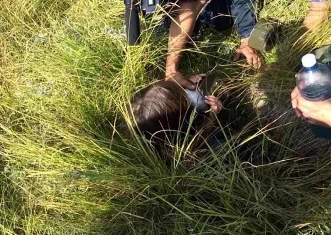 孩子和狗失踪后找回,2岁女孩与狗狗一起失踪后续