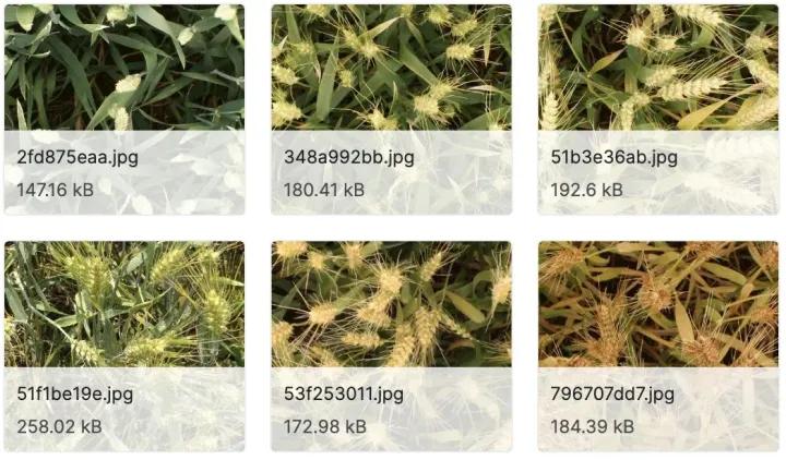 医学影像目标检测框架,开源数据集目标检测