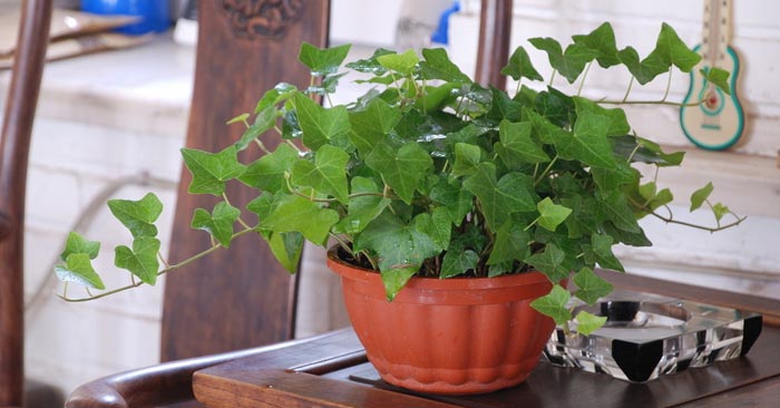 吸收甲醛的室内植物好养的有哪些,吸收甲醛最佳的十种植物排行榜