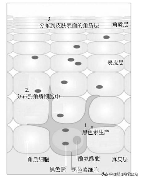 美容书单,美容知识书单