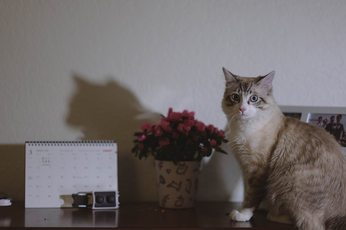 生活清醒语录简短唯美句子,10个让人随遇而安的经典唯美句子