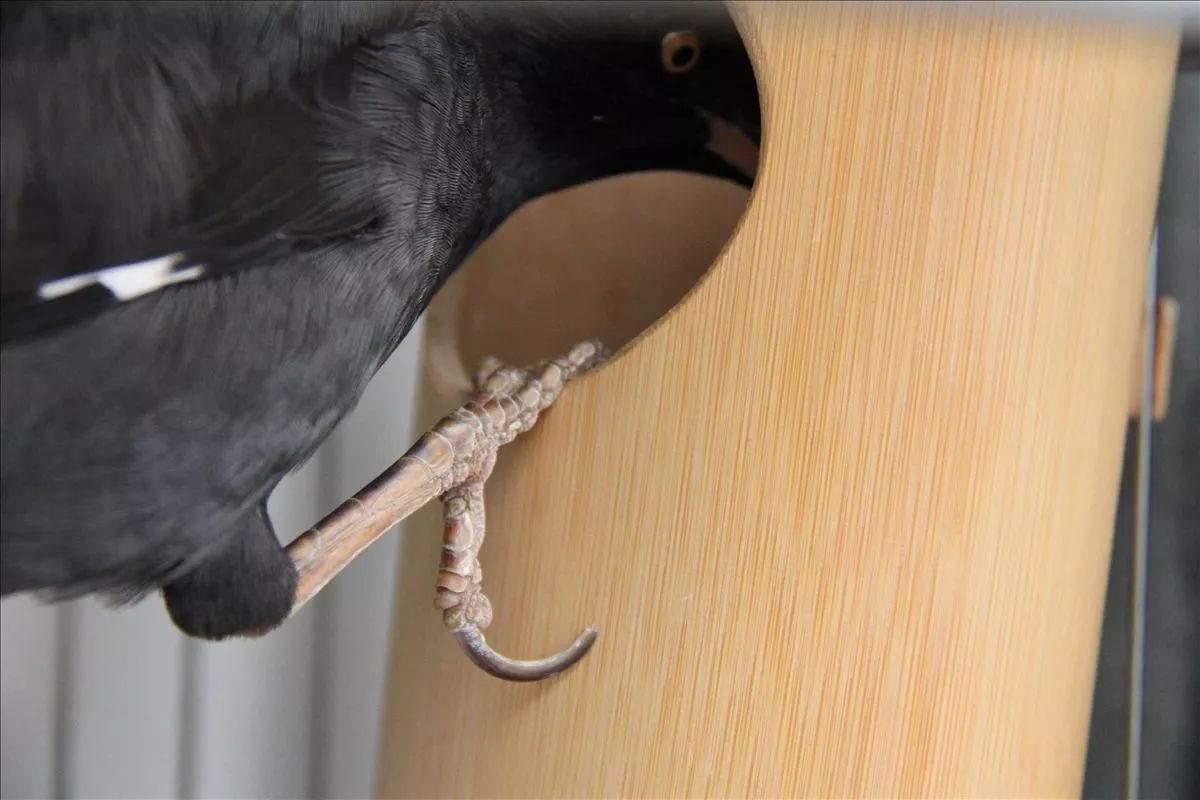 栖杠就是鸟儿的床，必须准备两根栖杠及时更换清洗消毒。