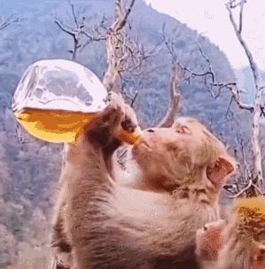 “谁再给猫喝酒，我扇烂ta的嘴巴！”