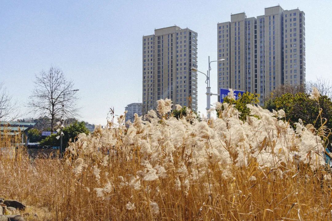 南京东山老鹅哪里最好,南京江宁区老鹅