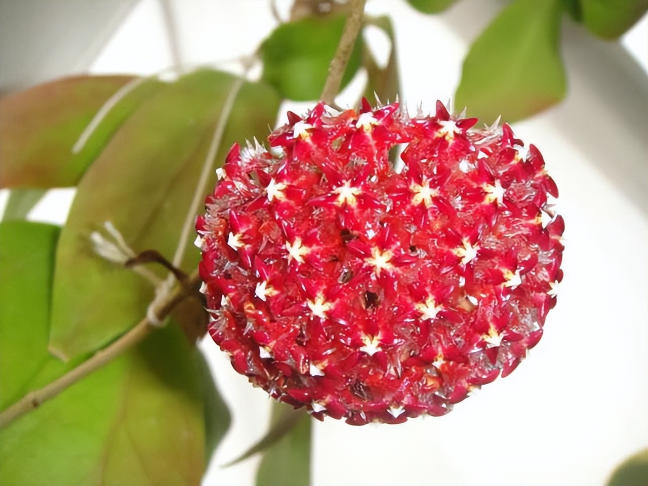 3种花耐干旱又好养一年开花,4种花容易打理易开花花期长