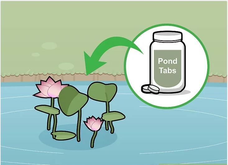 怎么种植莲花盆栽,如何种植莲花芋头