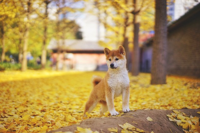 养狗首选的6只狗狗既好养又忠诚,养狗知识大全适合养什么样的狗狗
